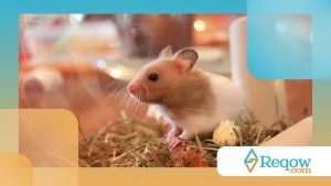 Hamster com novo habitat: dicas para facilitar a adaptação