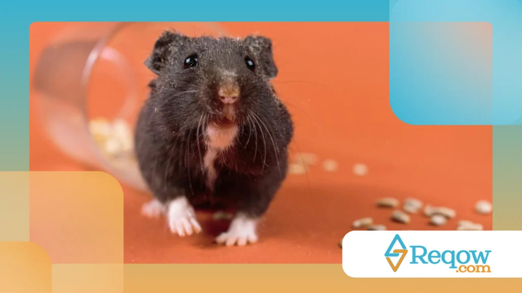 Hamster com respiração acelerada
