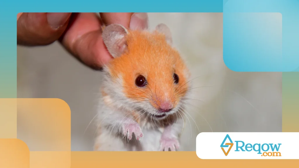 Hamster com respiração acelerada