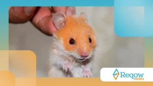 Hamster com respiração acelerada: o que observar em casa