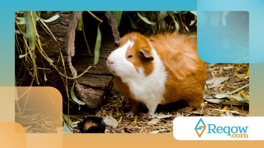 Hamster escondendo comida em excesso