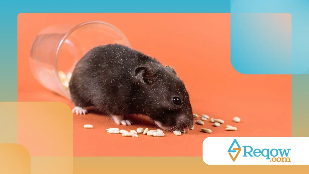 Hamster escondendo comida em excesso