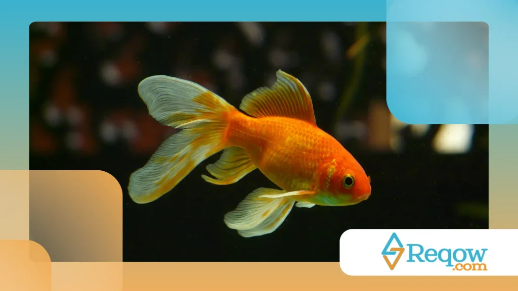 Peixe nadando apenas na superfície