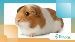 Porquinho-da-índia sozinho: avalie companhia e necessidades sociais